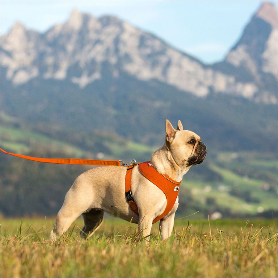 Curli Basic Air-Mesh dog harness orange 4/6
