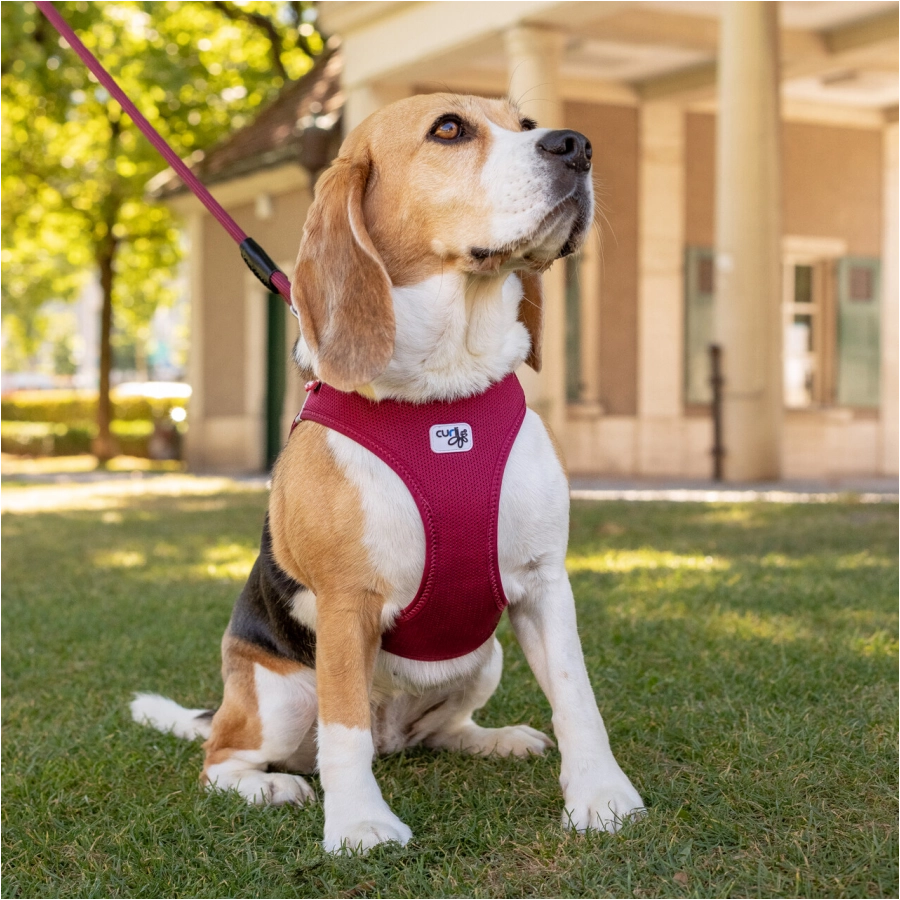 Curli Clasp Air-Mesh dog harness orange 3/3